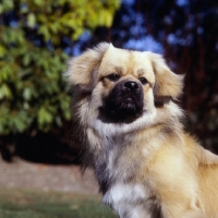 Picture of tibetan spaniel portrait, background blurred