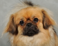 Picture of Tibetan Spaniel portrait