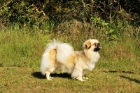 Picture of Tibetan Spaniel posed