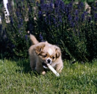 Picture of tibetan spaniel puppy  with a chewing stick