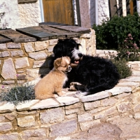 Picture of tibetan spaniel puppy and cross bred dog sitting on a wall