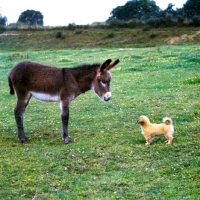 Picture of tibetan spaniel puppy looking at a donkey