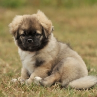 Picture of Tibetan Spaniel puppy