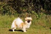 Picture of Tibetan Spaniel side view