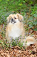 Picture of Tibetan Spaniel sitting amongst greenery