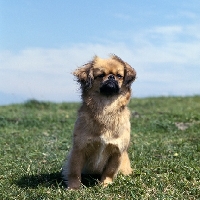 Picture of tibetan spaniel sitting on grass in wind