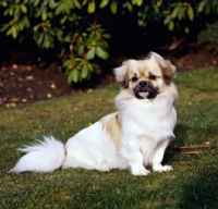 Picture of tibetan spaniel sitting on grass