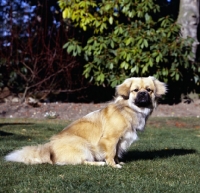 Picture of tibetan spaniel sitting on grass