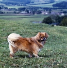 Picture of tibetan spaniel standing on grass on a windy hillside