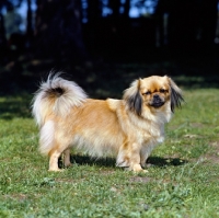 Picture of tibetan spaniel standing on grass