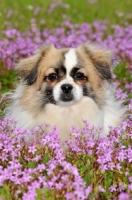 Picture of Tibetan Spaniel