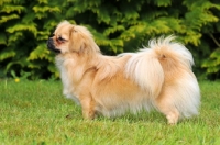 Picture of Tibetan Spaniel