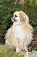 Picture of Tibetan Spaniel