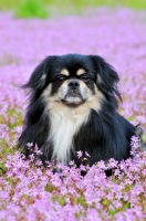 Picture of Tibetan Spaniel