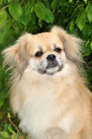 Picture of Tibetan Spaniel