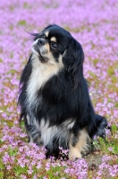 Picture of Tibetan Spaniel