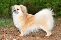 Picture of Tibetan Spaniel