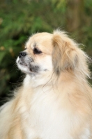 Picture of Tibetan Spaniel