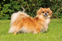 Picture of Tibetan Spaniel