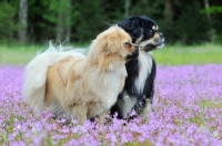 Picture of Tibetan Spaniel