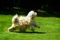 Picture of tibetan terrier, antarctica, galloping across a lawn