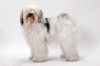 Picture of Tibetan Terrier, Australian Champion, side view