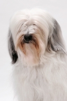 Picture of Tibetan Terrier, Australian Champion, portrait