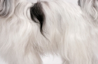 Picture of Tibetan Terrier, Australian Champion, coat detail