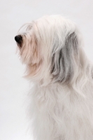 Picture of Tibetan Terrier, Australian Champion, profile