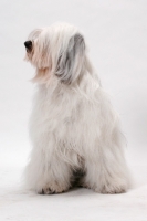 Picture of Tibetan Terrier, Australian Champion, sitting down