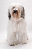 Picture of Tibetan Terrier, Australian Champion in studio