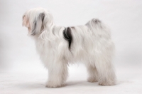 Picture of Tibetan Terrier, Australian Champion, posed