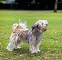 Picture of tibetan terrier ch luneville princess pamba, old style coat