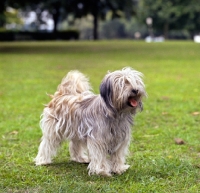 Picture of tibetan terrier, ch luneville princess pamba, old style coat