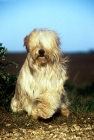 Picture of tibetan terrier from africandawns kennels sitting with paw up looking at camera 