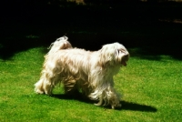 Picture of tibetan terrier from antartica kennels trotting along