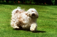 Picture of tibetan terrier from antartica kennels bounding towards camera