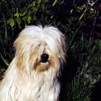 Picture of tibetan terrier head study