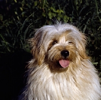 Picture of tibetan terrier head study