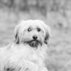 Picture of tibetan terrier in 1973