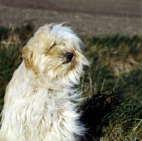 Picture of tibetan terrier in the wind