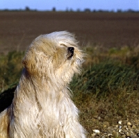 Picture of tibetan terrier in wind