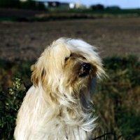 Picture of tibetan terrier in wind