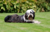 Picture of Tibetan Terrier lying down