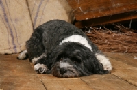 Picture of Tibetan Terrier lying on floor