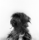 Picture of tibetan terrier, portrait
