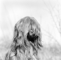 Picture of tibetan terrier portrait