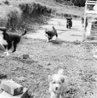 Picture of tibetan terrier puppies in 1965