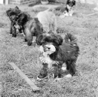 Picture of tibetan terrier puppies in 1965