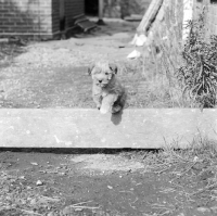 Picture of tibetan terrier puppy in 1965, jumping